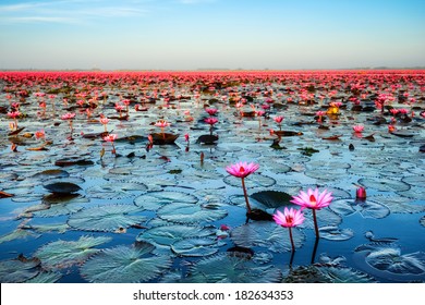 Sea of pink lotus unseen in Thailand