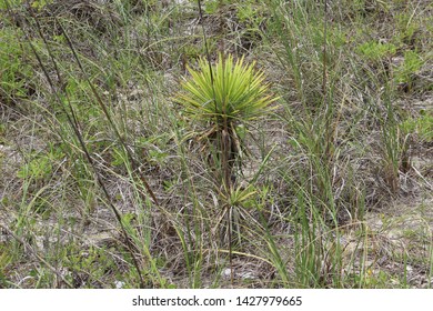 Sea Plant Emerald Isle NC