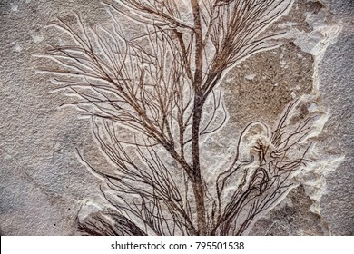 Sea Plant Fossil In Stone