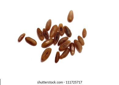 Sea Plantain Seeds Isolated On White