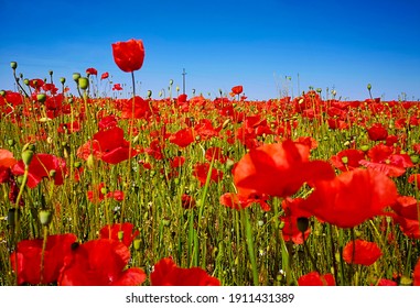 9,687 Beautiful_border_poppies Images, Stock Photos & Vectors ...