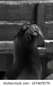 sea ​​lions posing and sunbathing