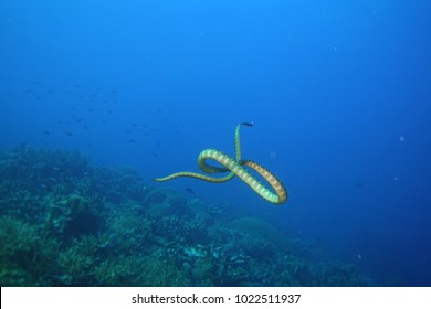 Sea ??snakes Are Pretty Dangerous