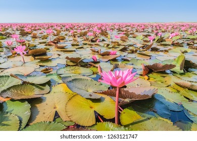 Red Lotus Images Stock Photos Vectors Shutterstock