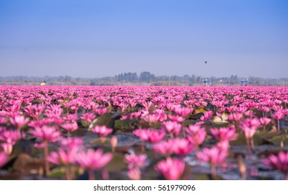 The sea of red and pink water lilies lake at  Nong Harn, Kumphawapi, Udon Thani, Thailand, concept unseen in Thailand