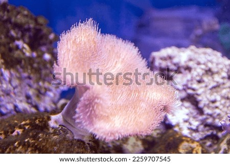 Sea reef - giant carpet sea anemone Stichodactyla gigantea