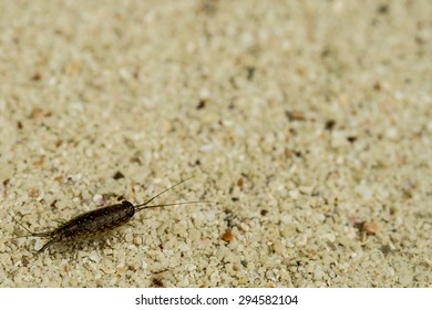 Sea Roach,Sea Slater (sea Louse) On Rough Stone Background