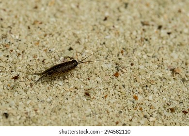 Sea Roach,Sea Slater (sea Louse) On Rough Stone Background