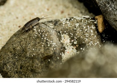 Sea Roach,Sea Slater (sea Louse) On Rough Stone Background