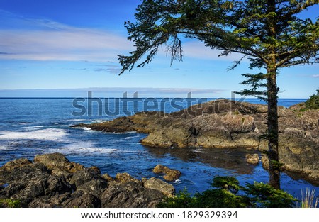 Sea Roacks Coast Stones Tree 