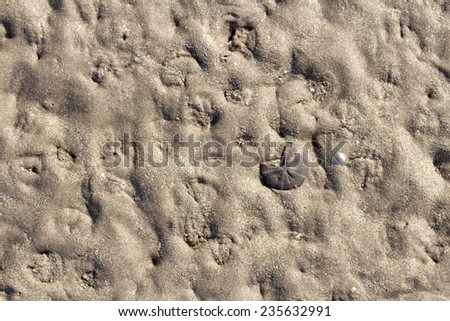 sea sand background