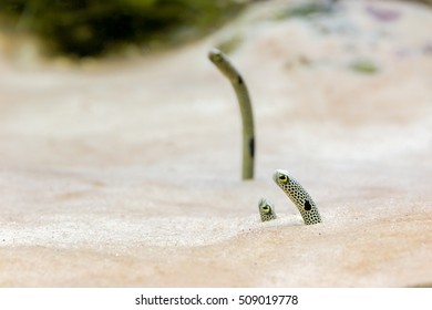 Sea sand eel