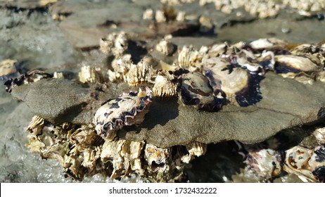 Sea Scenary In Wild Life With Oysters And Sea Shells