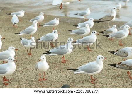 
sea, seagull, bird, ocean, pyroda