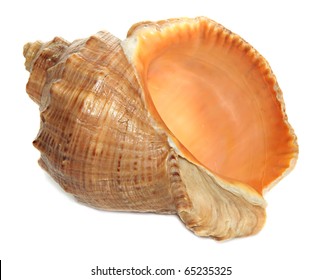 Large Sea Shell Images, Stock Photos & Vectors | Shutterstock