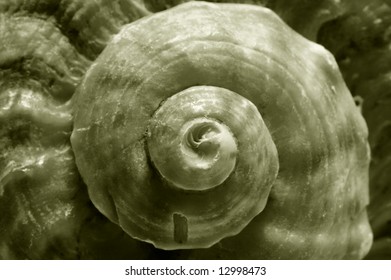 sea shell