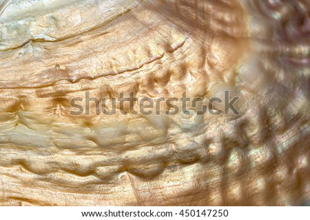 sea shell background, macro shot.