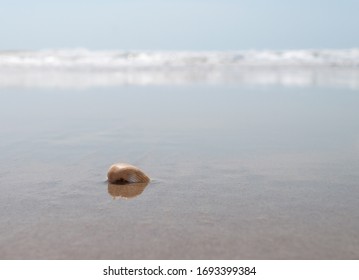 Sea shell at the beach