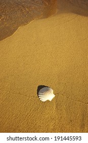 sea shell at the beach