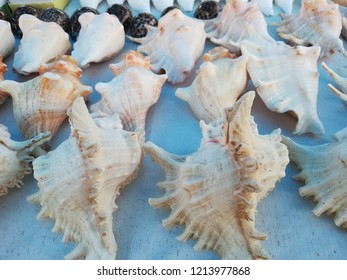 Sea Shell Beach Shore Conch Lobatus Gigas 