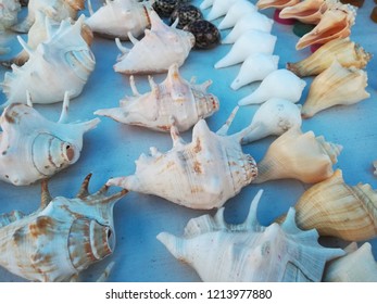 Sea Shell Beach Shore Conch Lobatus Gigas 