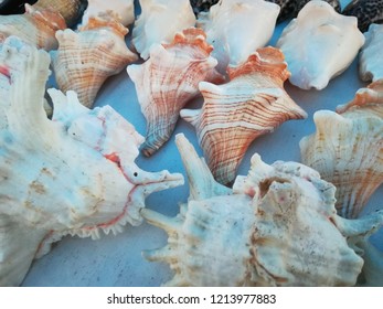 Sea Shell Beach Shore Conch Lobatus Gigas 