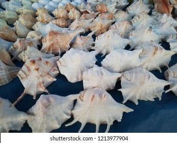 Sea Shell Beach Shore Conch Lobatus Gigas 