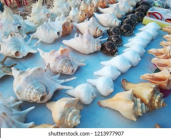 Sea Shell Beach Shore Conch Lobatus Gigas 