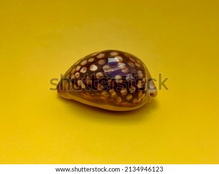 Sea shell with beautiful texture on yellow background shot indoor studio