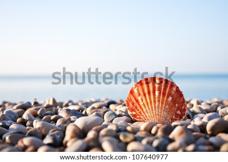 Sea shell with sea and blue sky on background