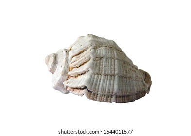 Sea shell close-up. Isolated object on white background.