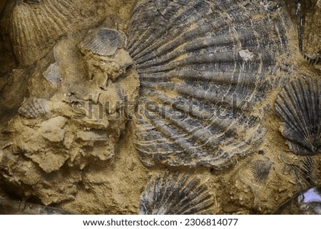 sea shell fosil texture as very nice natural background