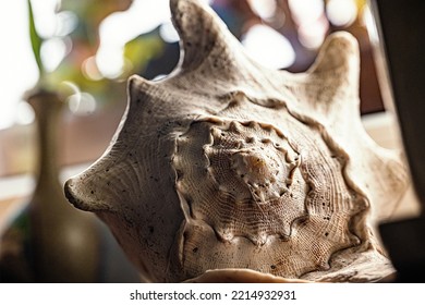 Sea Shell House  Decoration Horizontal