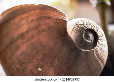 Sea Shell House Decoration Horizontal