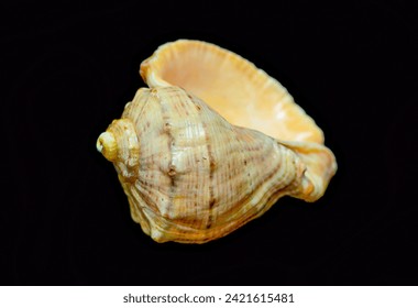 sea shell isolated on black background - Powered by Shutterstock