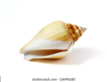 Sea Shell Isolated On White