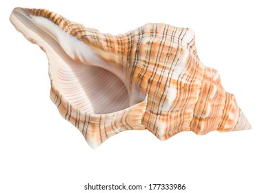 105,631 Conch Shells Images, Stock Photos & Vectors 