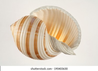 Sea Shell Isolated On White Background