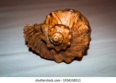 78 363件の Spiral Seashells の画像 写真素材 ベクター画像 Shutterstock