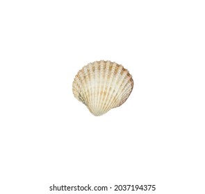 Sea Shell Isolated On White Background. Shell, Seashell Or Conch Isolated On White Background As Decor Or Souvenir.