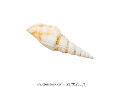 Sea shell isolated on white background. Close up seashell top view.