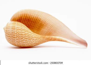 Sea Shell Isolated On White