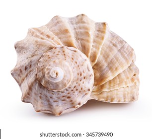 Sea shell isolated on a white background. Clipping Path - Shutterstock ID 345739490