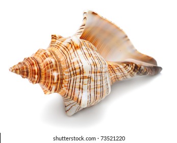 Sea Shell Isolated On White