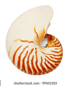 Sea Shell Isolated On White