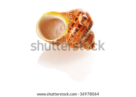 Sea shell isolated on white background with soft reflection