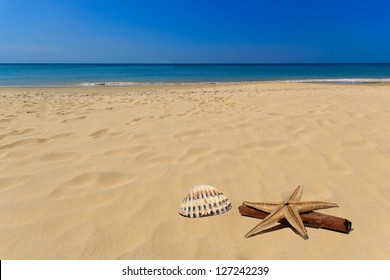 Sea and shell on the beach - Powered by Shutterstock