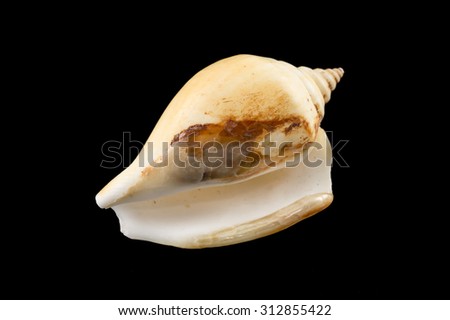 Sea shell on black background, Isolated