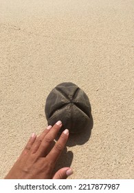 Sea Shell On Jamaican Beach With White Sand