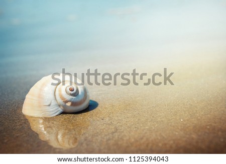 Sea shell on the sea and sandy beach blurred background. Write Your Text Here.
